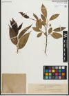 Foto von Salix pentandra L.